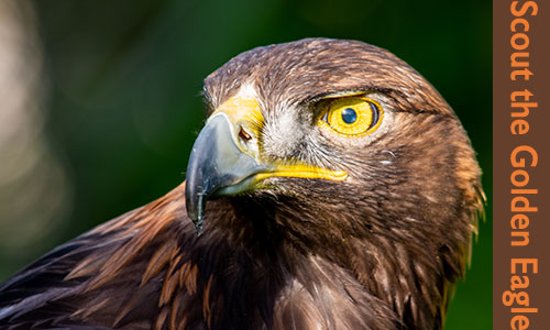 Scout the Golden Eagle