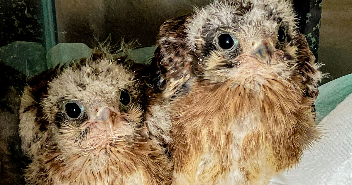 Caring For Little Critters