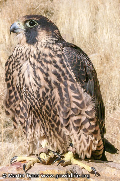 Peregrine Falcon Juvenile Female