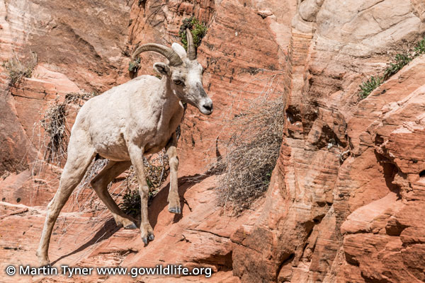 Desert Bighorn
