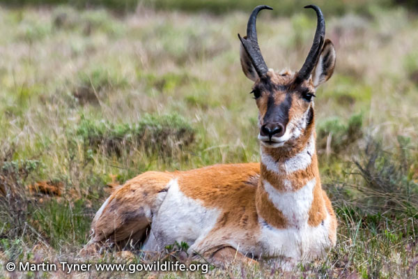 Pronghorn Antelope
