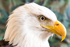 The Bald Eagle That Would Not Quit