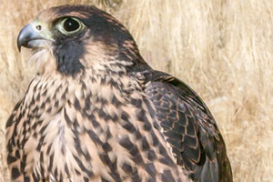 Peregrine Falcon Juvenile Female