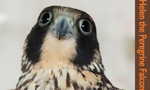 Helen the Peregrine Falcon