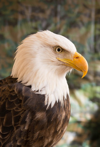 bald eagle