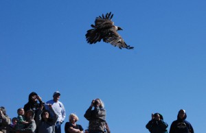 golden eagle release