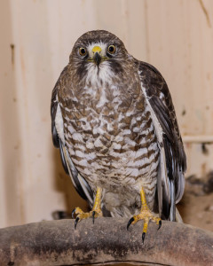 broad-wing hawk 1