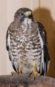 broad-wing hawk 2