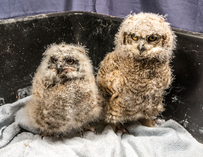web pic 2 owls