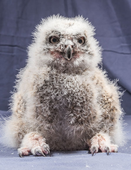 web pic owl 6