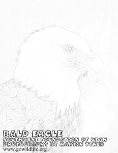bald_eagle