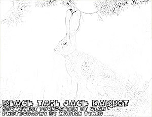 black_tail_jack_rabbit