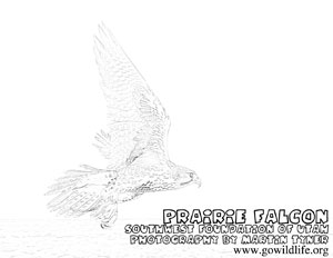 prairie_falcon