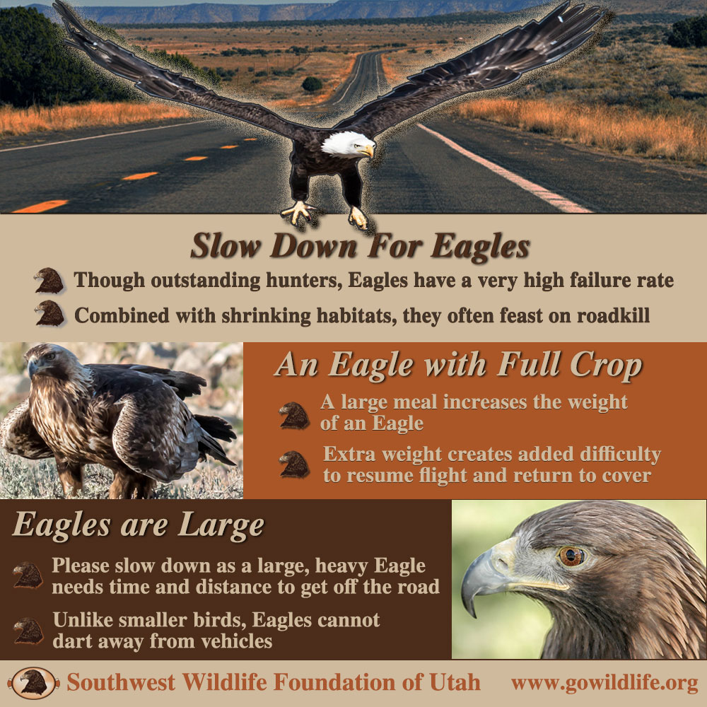 Golden Eagle Wild Life Fact File Bird Animal Card Home School Study Insert 