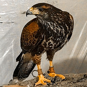 Belle the Harris Hawk