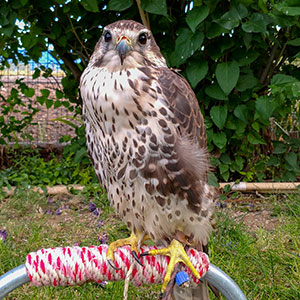 Piper the Prairie Falcon